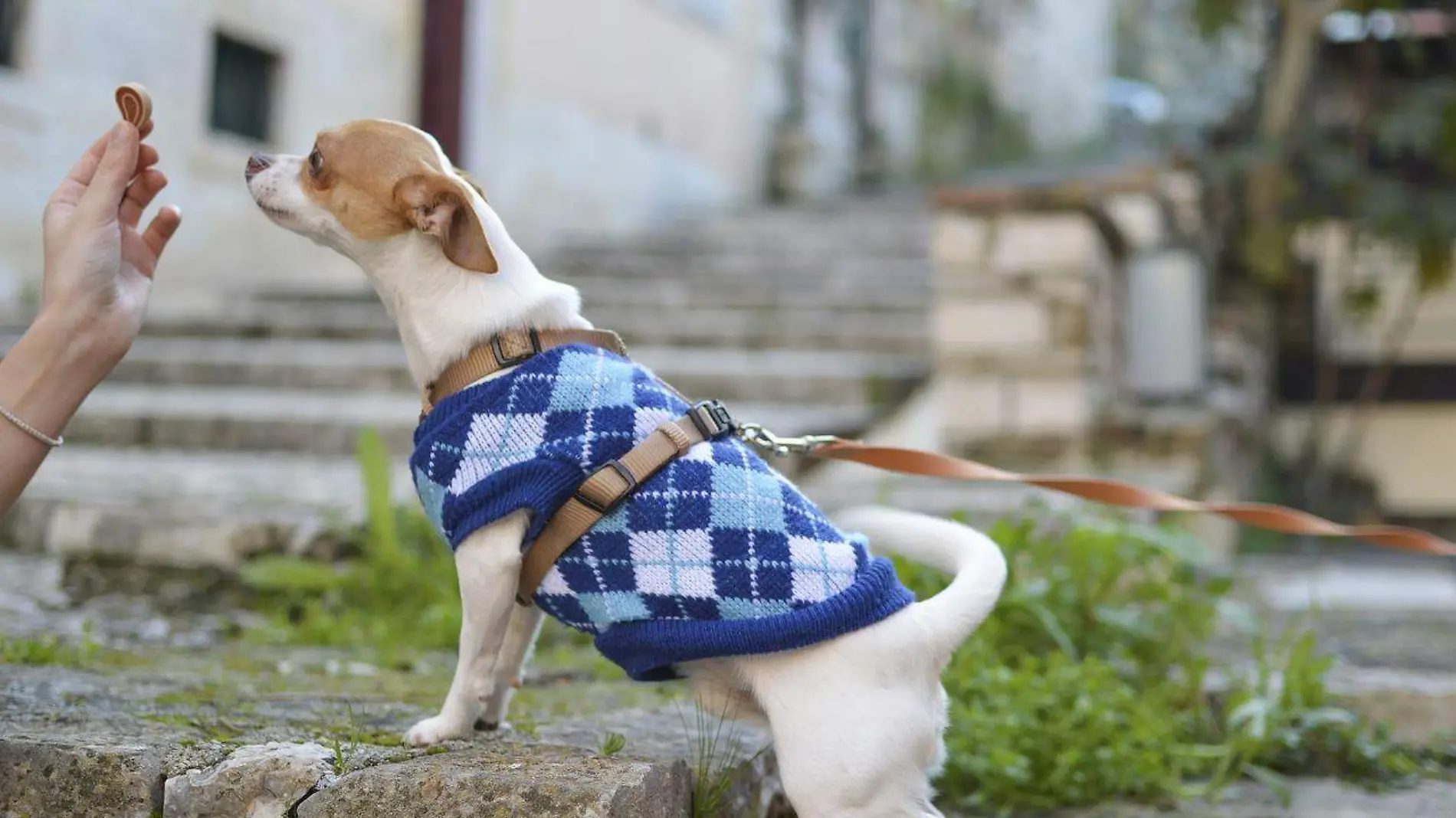 Perro pidiendo alimento